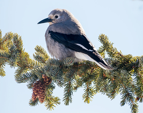 bird in nature habitat