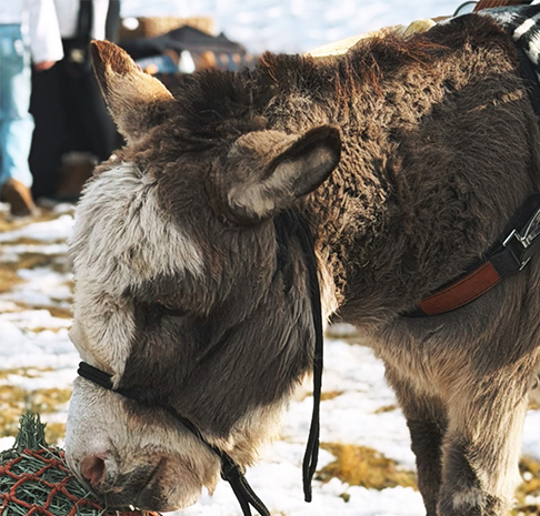beer burro eats hay at holiday market
