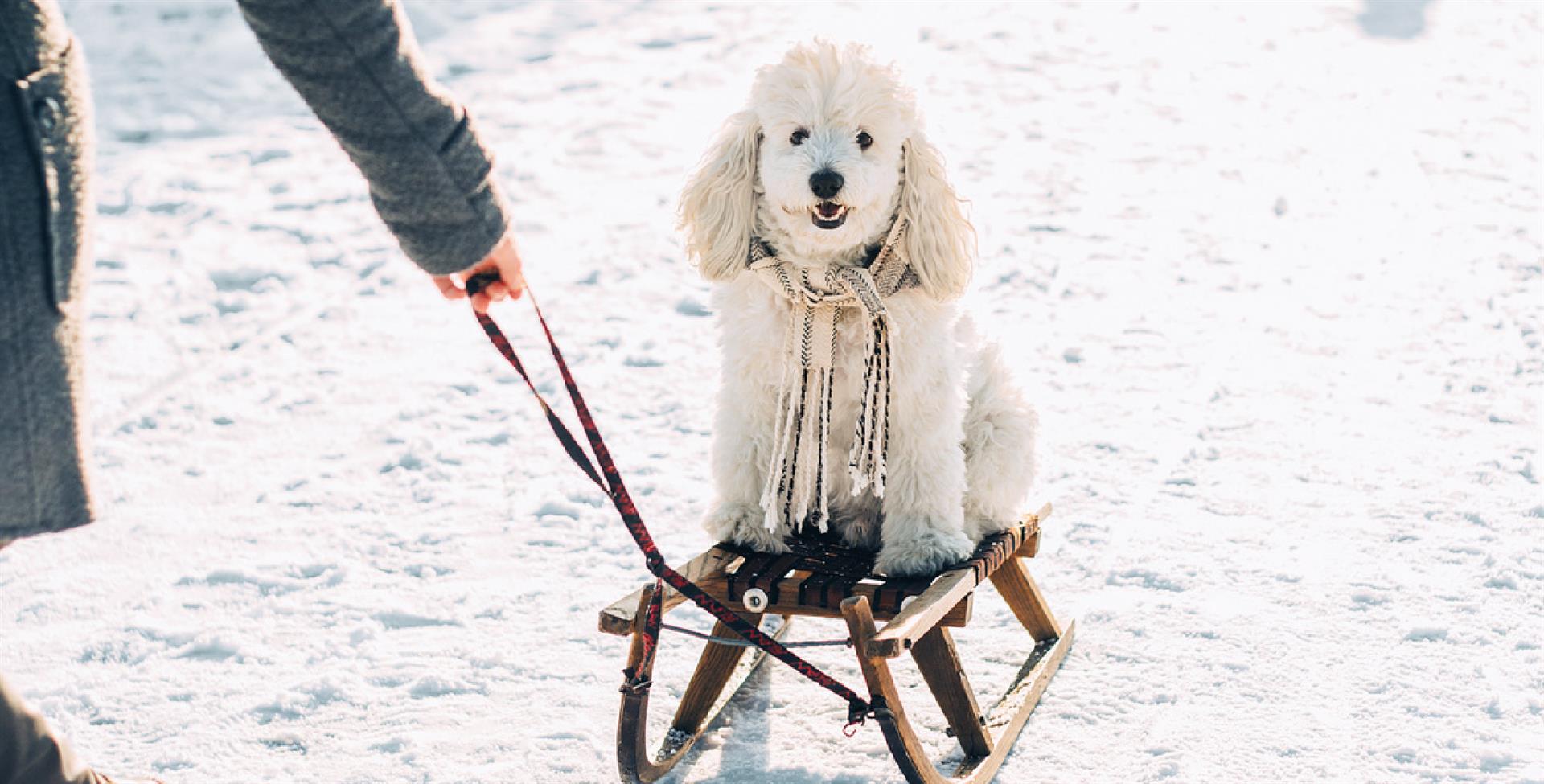 A cute dog enjoying a ride on a sled
