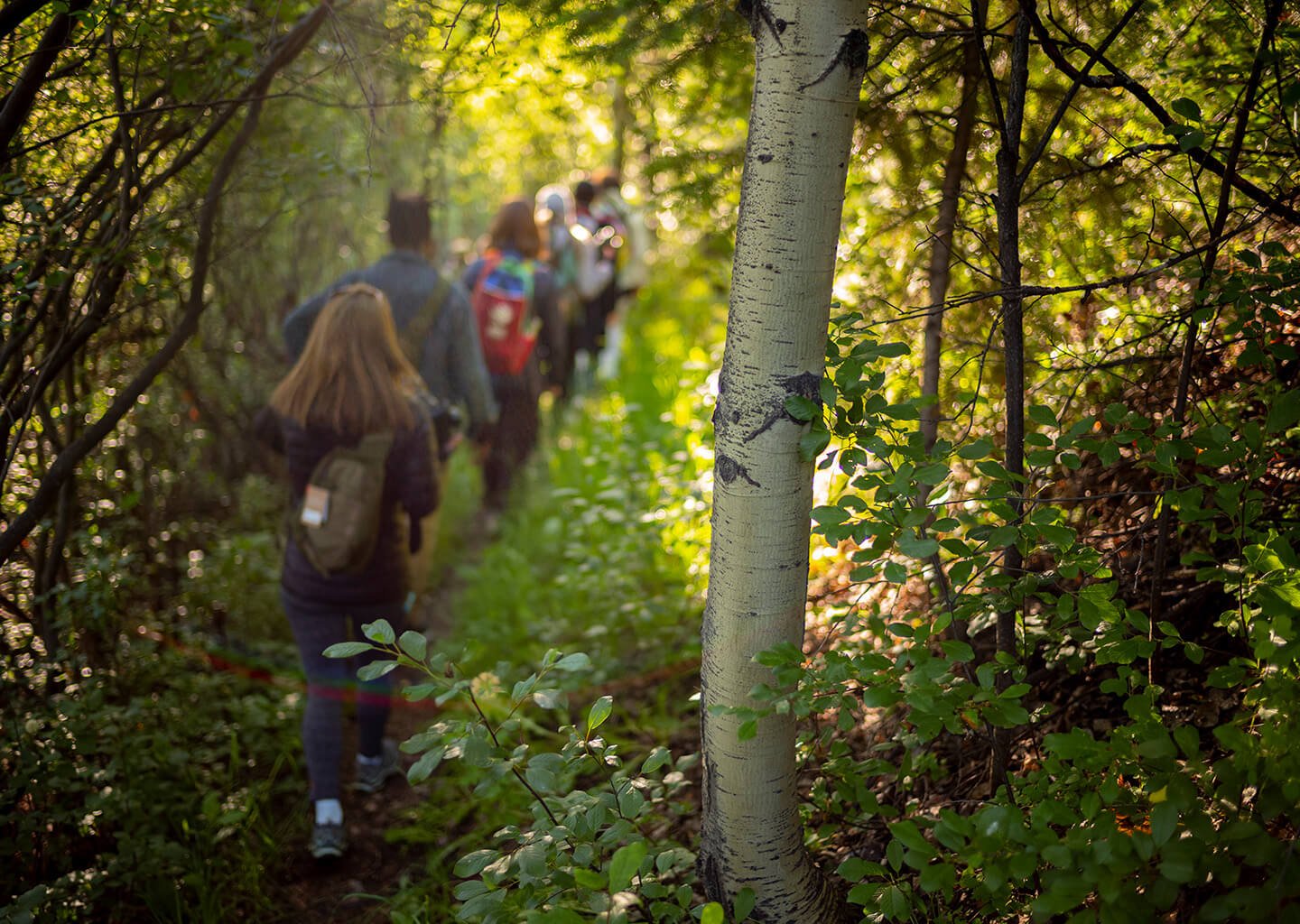 Group walking down a deer path in the woods