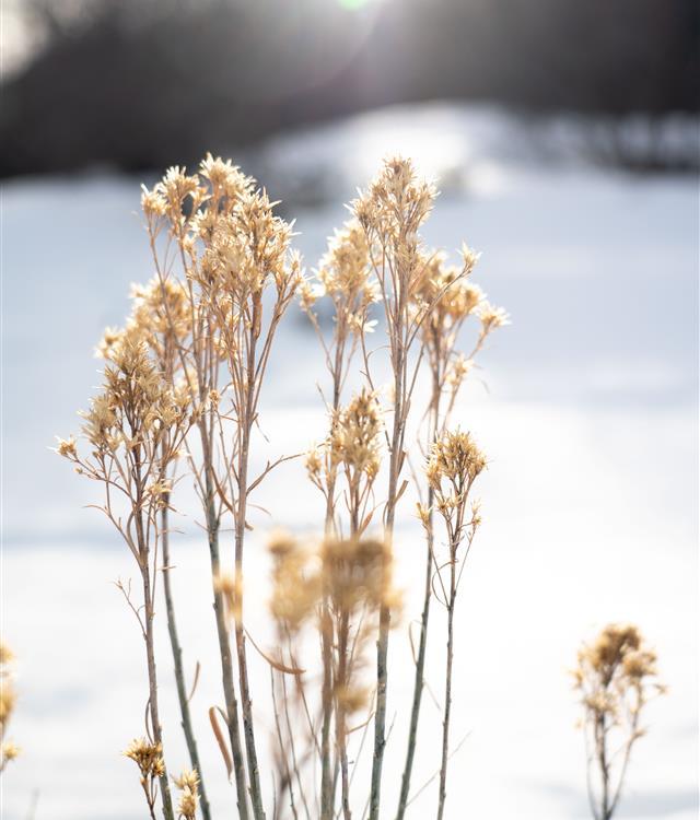 Couple and a dog on the grass